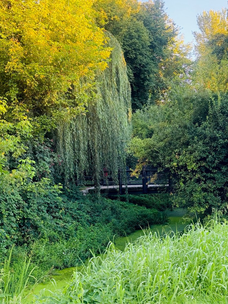 Eine grüne Landschaft mit üppigem Gras im Vordergrund, einem Bach, Weiden und mehr Bäumen.